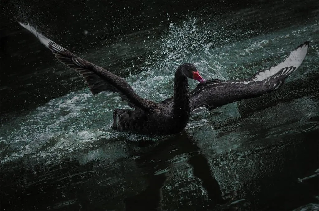 7102_black-swan-painting-19